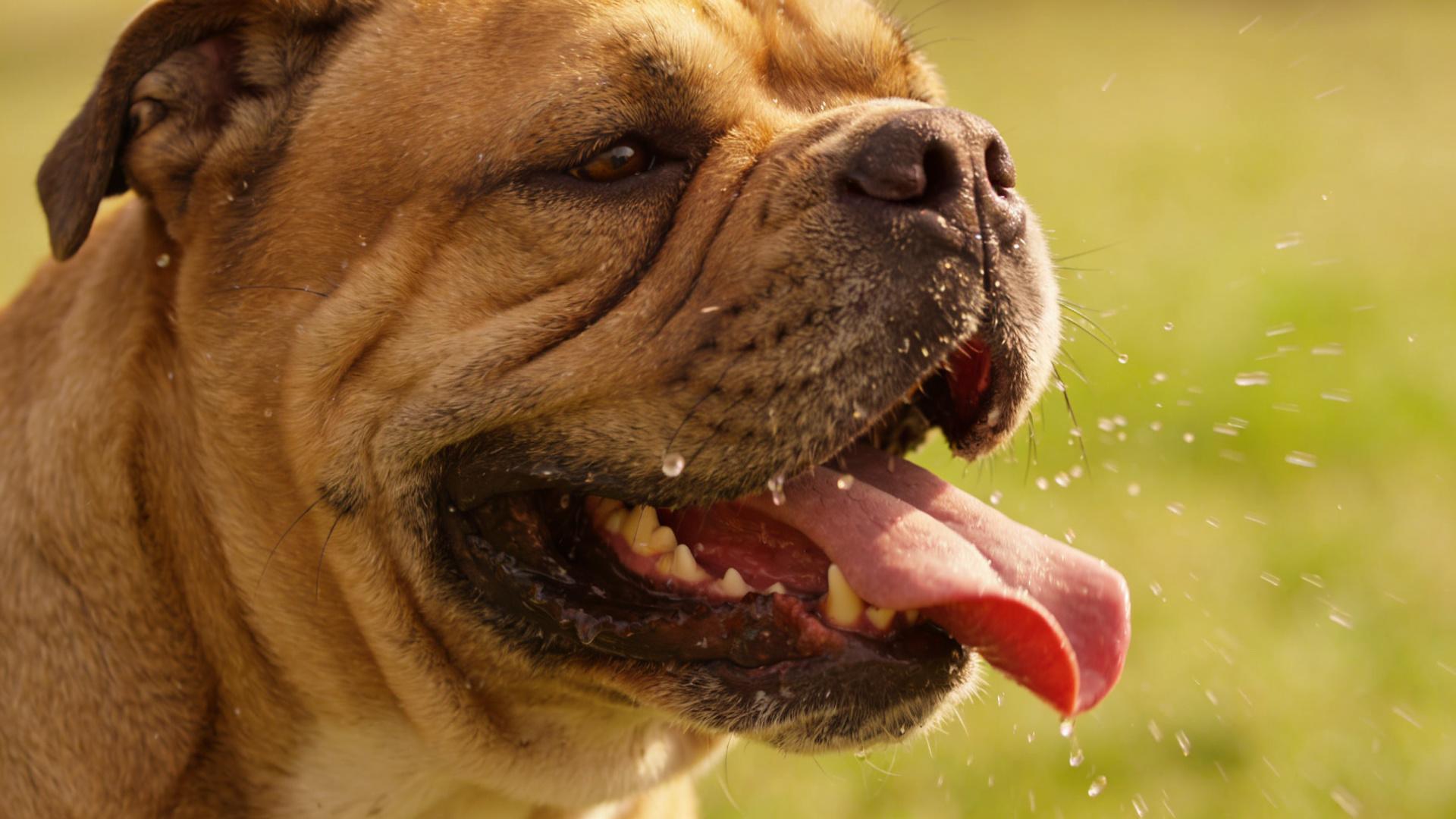 Temperature and humidity monitoring in pet rooms: using smart sensors to prevent respiratory diseases.