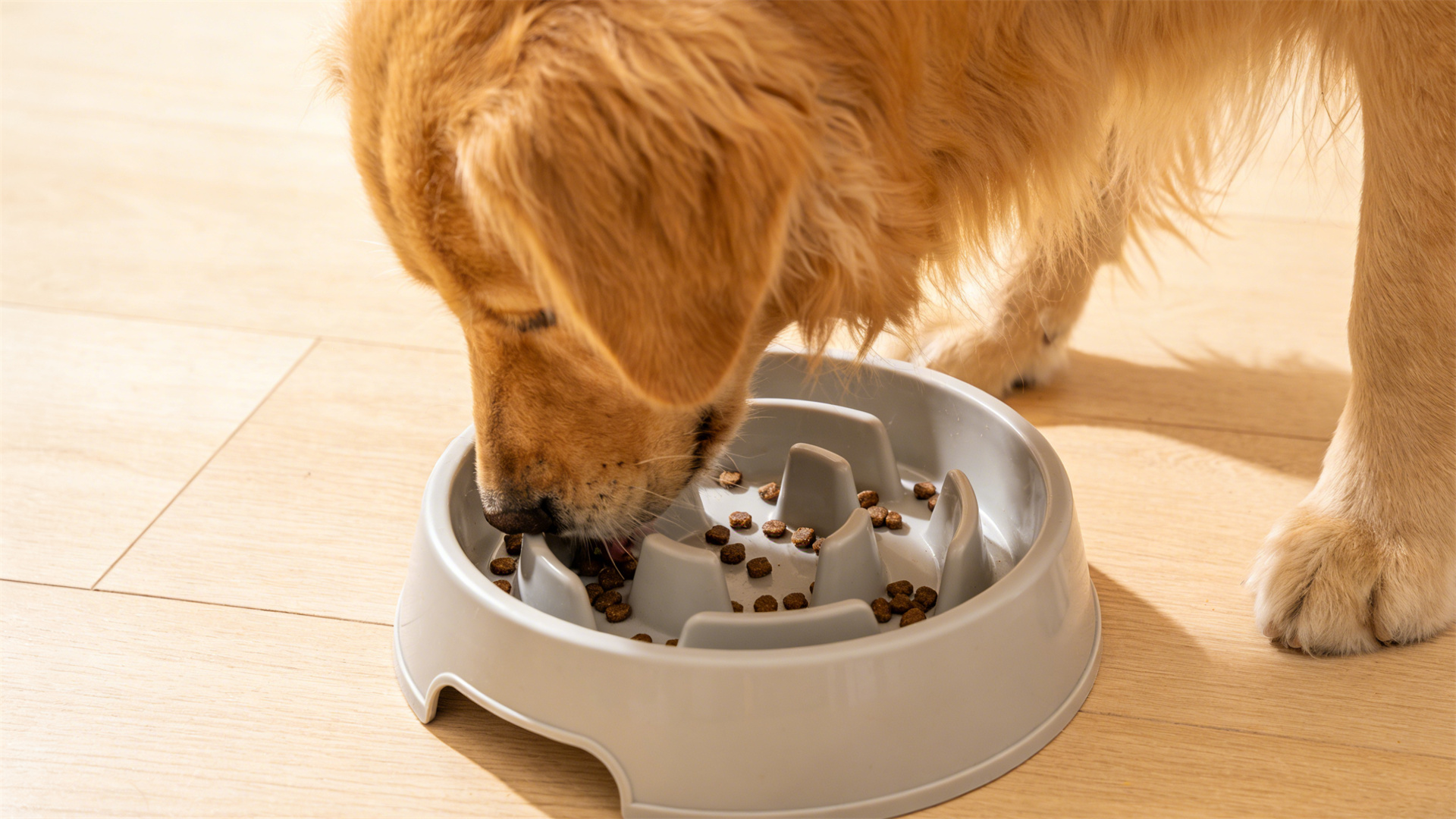 The Health Logic of Slow-Feed Bowls: A Lifeline for Preventing Gastric Toxosis (GDV) in Large Dogs