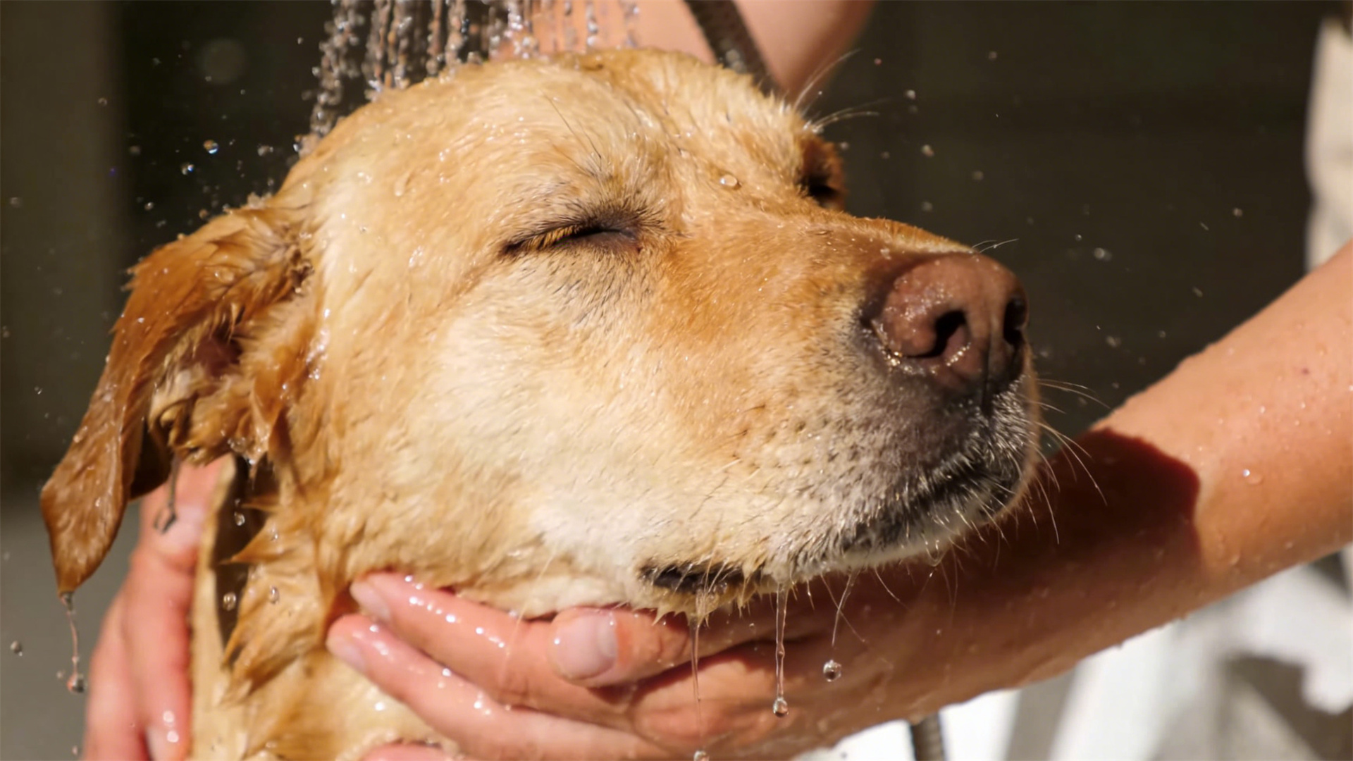 The perfect temperature for dog bath water: scientific advice for protecting the skin's natural oil layer.