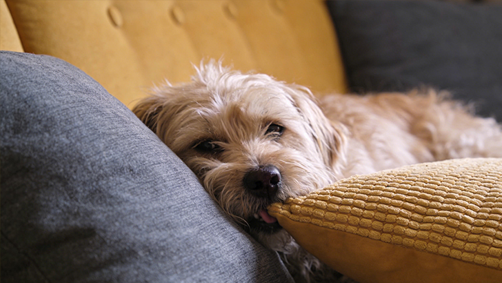 The Science of Home Destruction: Is it High Energy or Extreme Boredom?