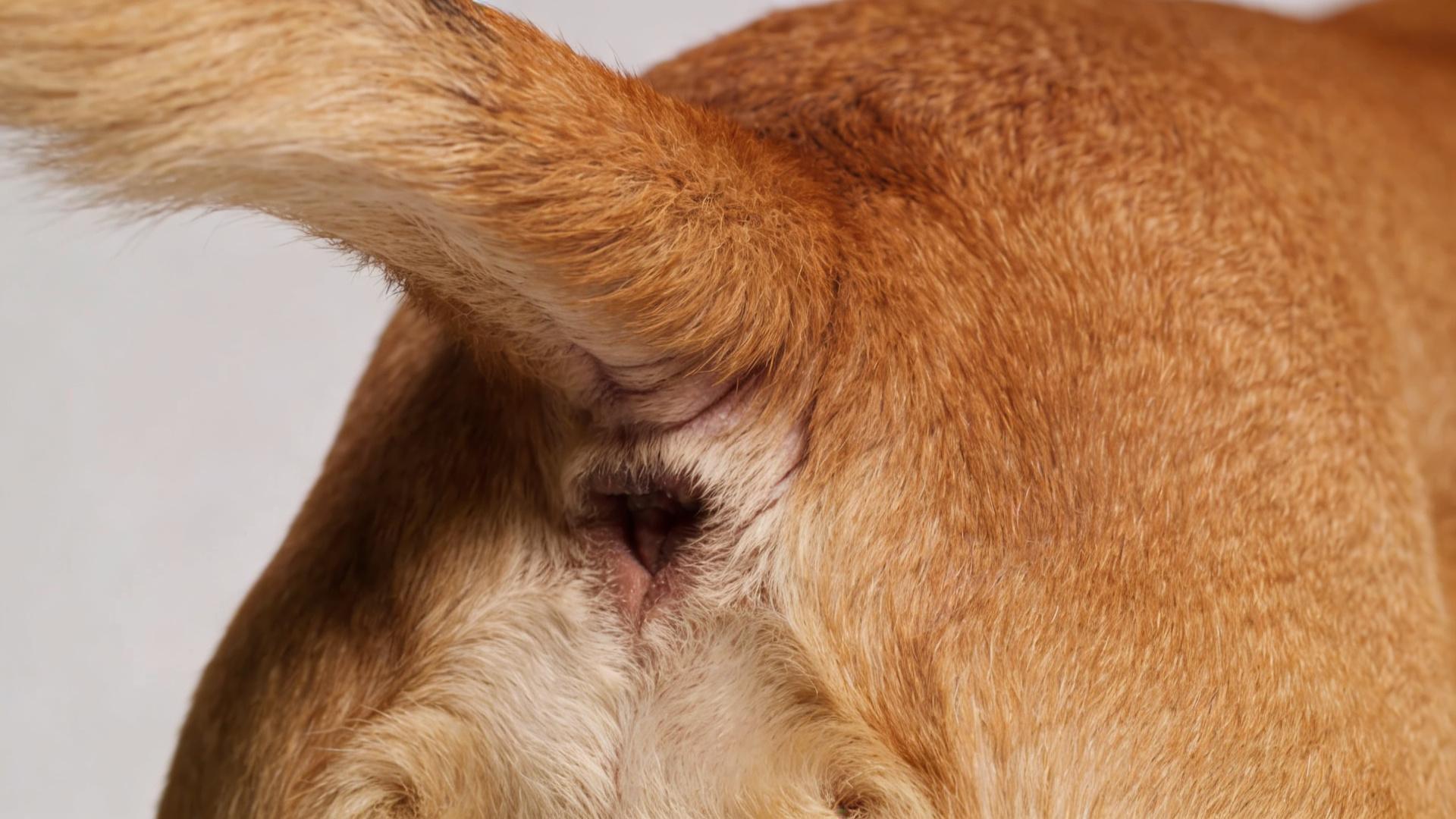 The secret at the base of the tail: an easily overlooked blind spot for skin cleaning.