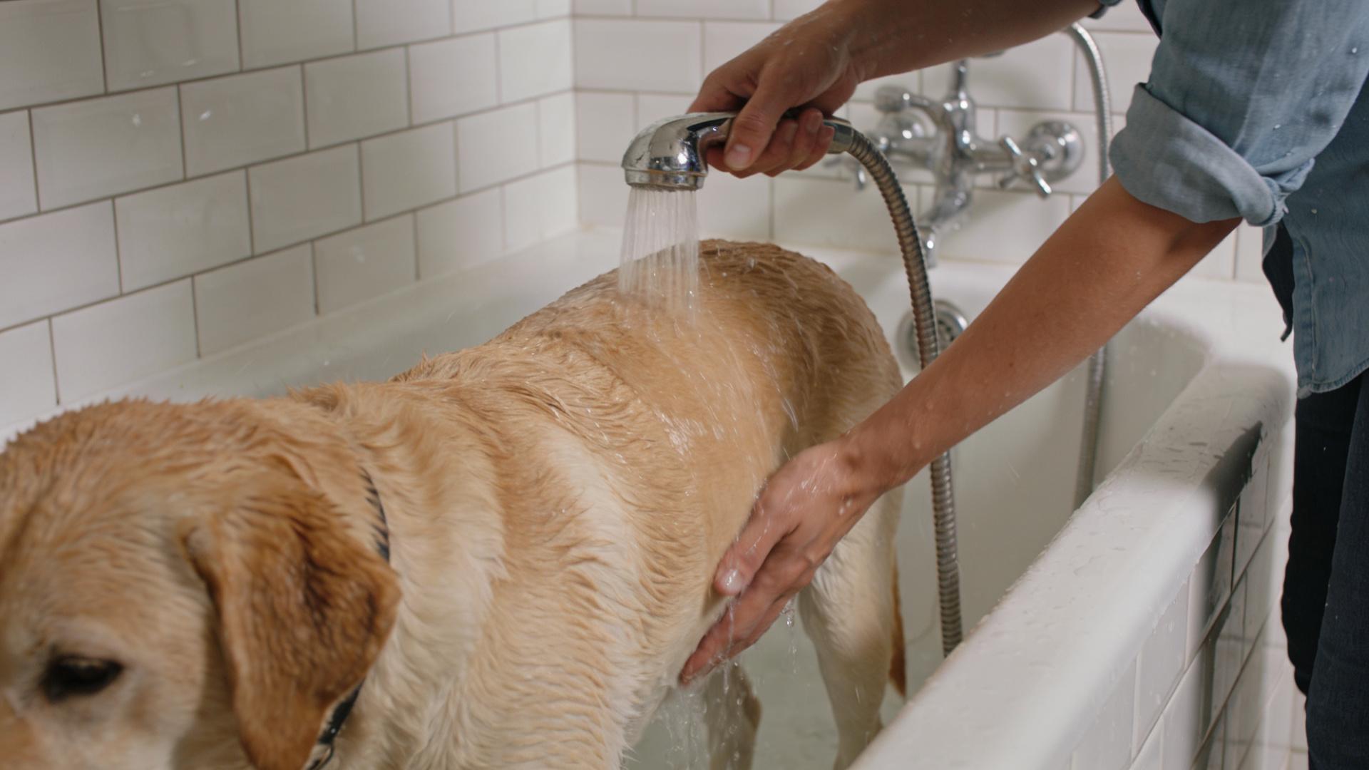 The secret at the base of the tail: an easily overlooked blind spot for skin cleaning.