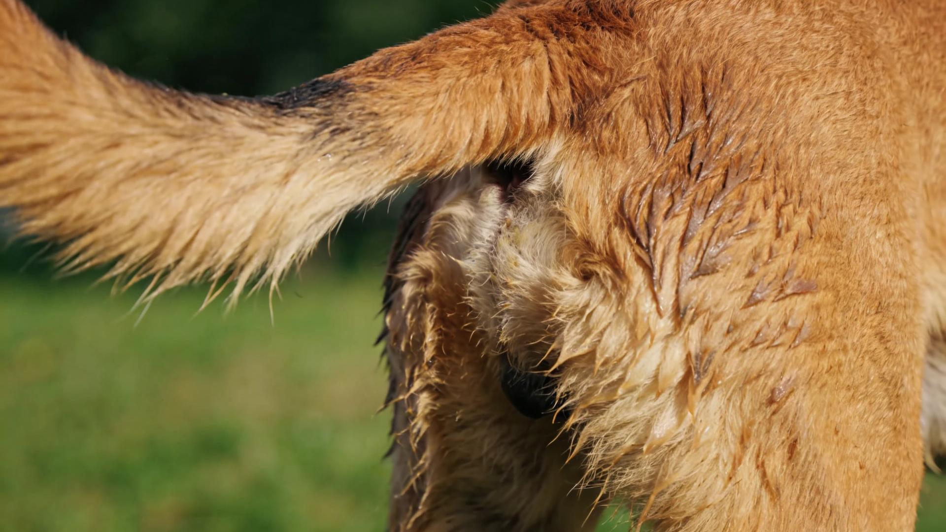 The secret at the base of the tail: an easily overlooked blind spot for skin cleaning.