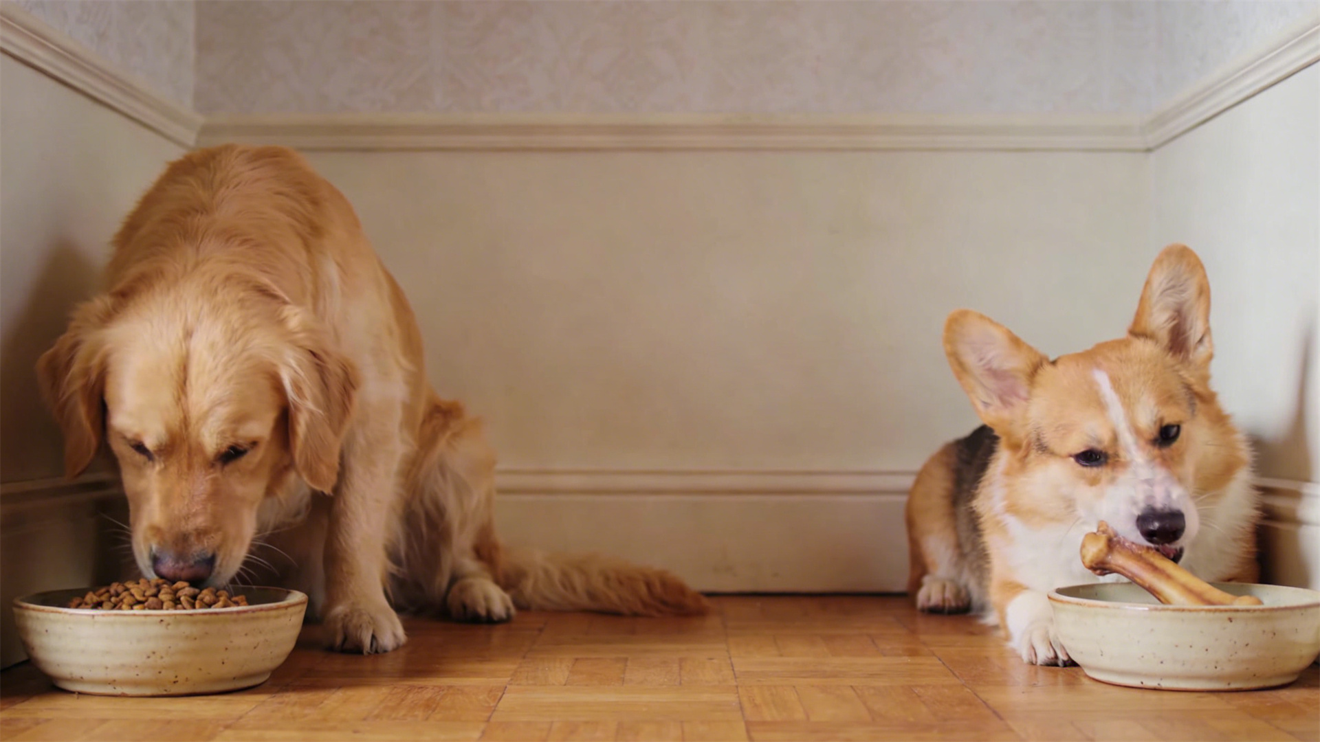 The Way to Harmony in Multi-Dog Families