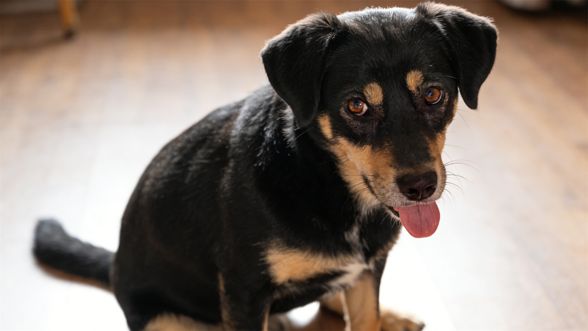 The Way to Harmony in Multi-Dog Families