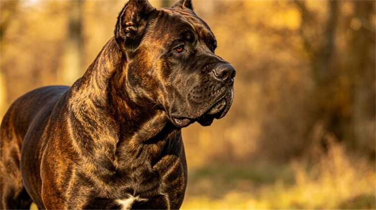 They adopted a "dog" from a shelter, but the veterinarian took just one look and screamed.