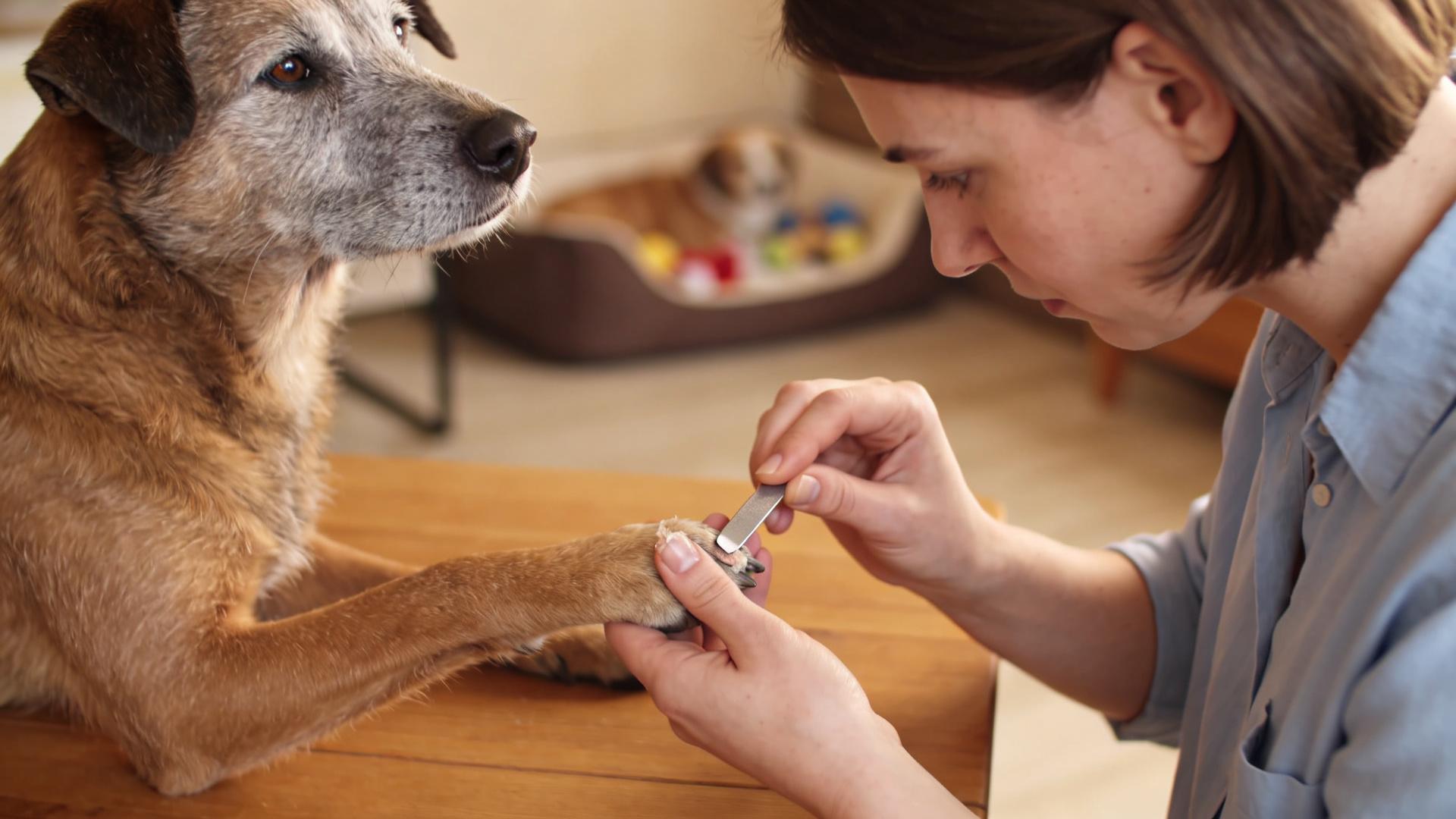 Tips for trimming excessively thickened nails in older dogs: Avoid compressing the nail bed.