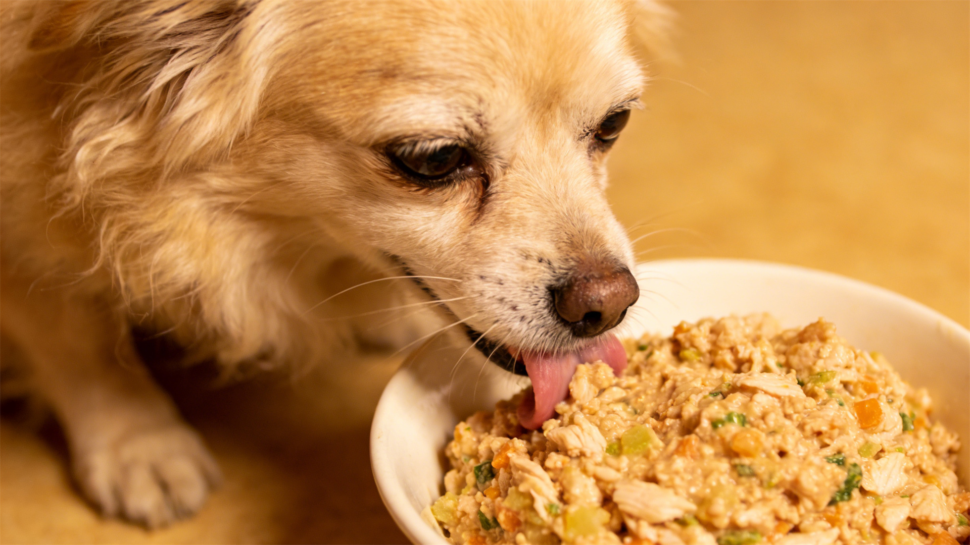 Tooth loss in senior dogs: How to ensure nutritional intake even without teeth?