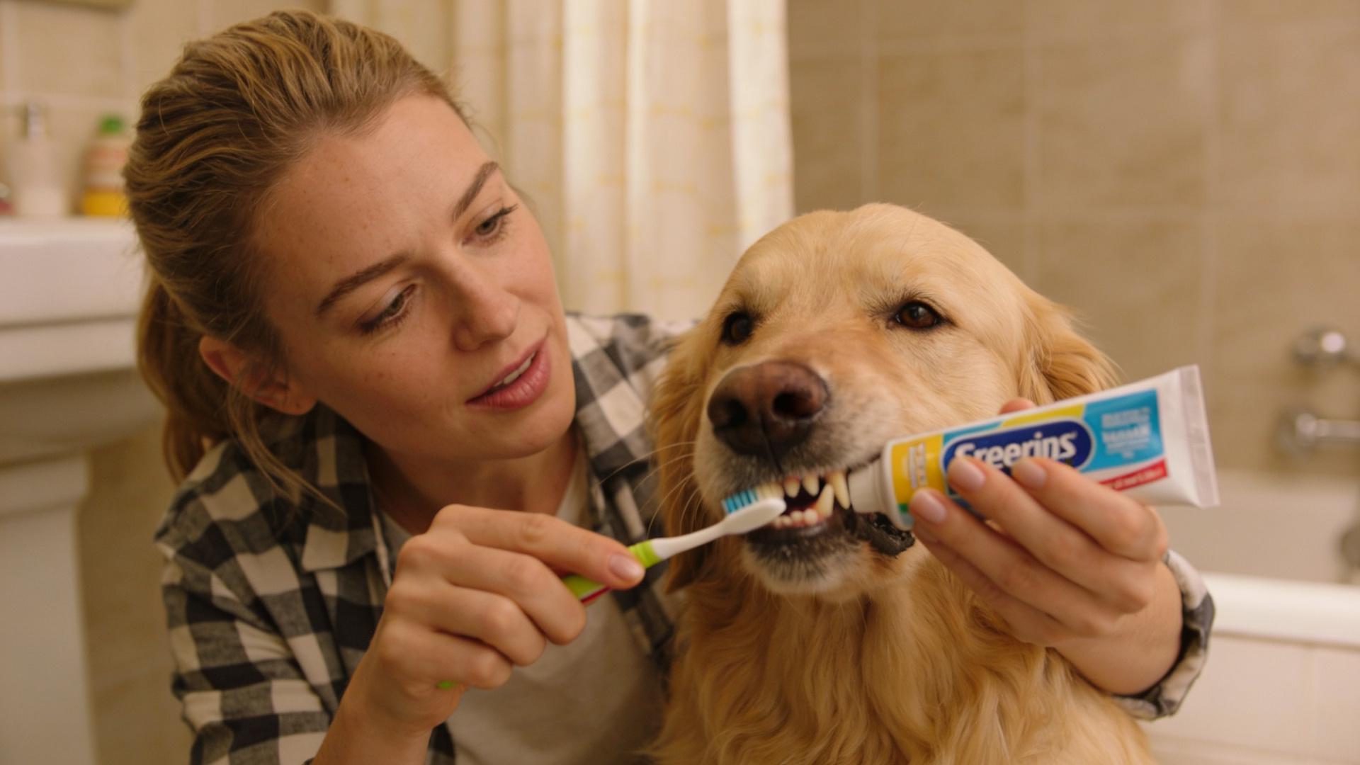 Toothpaste buying taboos: Why should human toothpaste never be used on dogs?