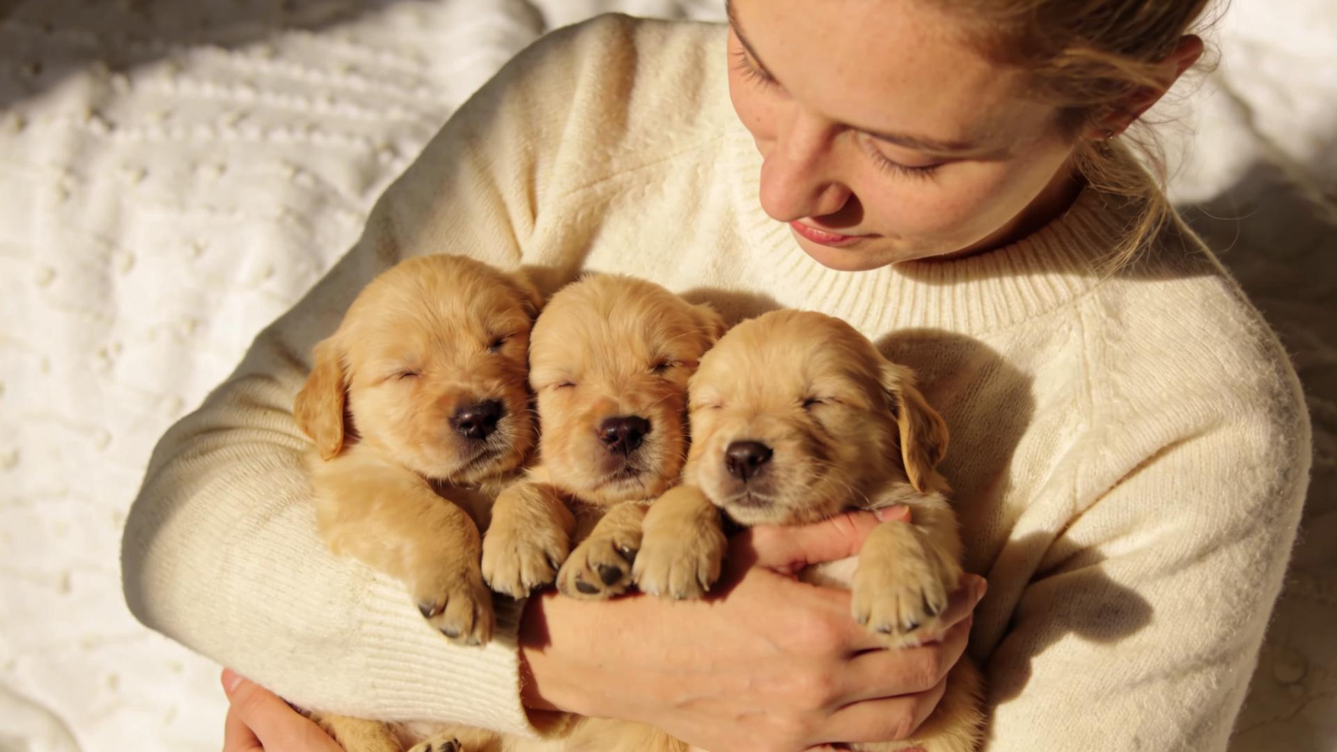 "Warmth and Cleanliness" for Newborn Puppies: Simulated Care When the Mother is Away